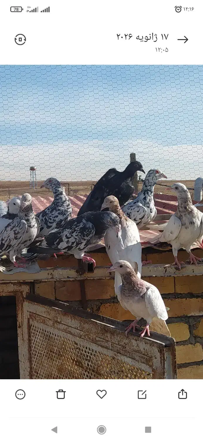 دسته ۲۶تایی کفتر رنگی|پرنده|ضیاء آباد, |دیوار