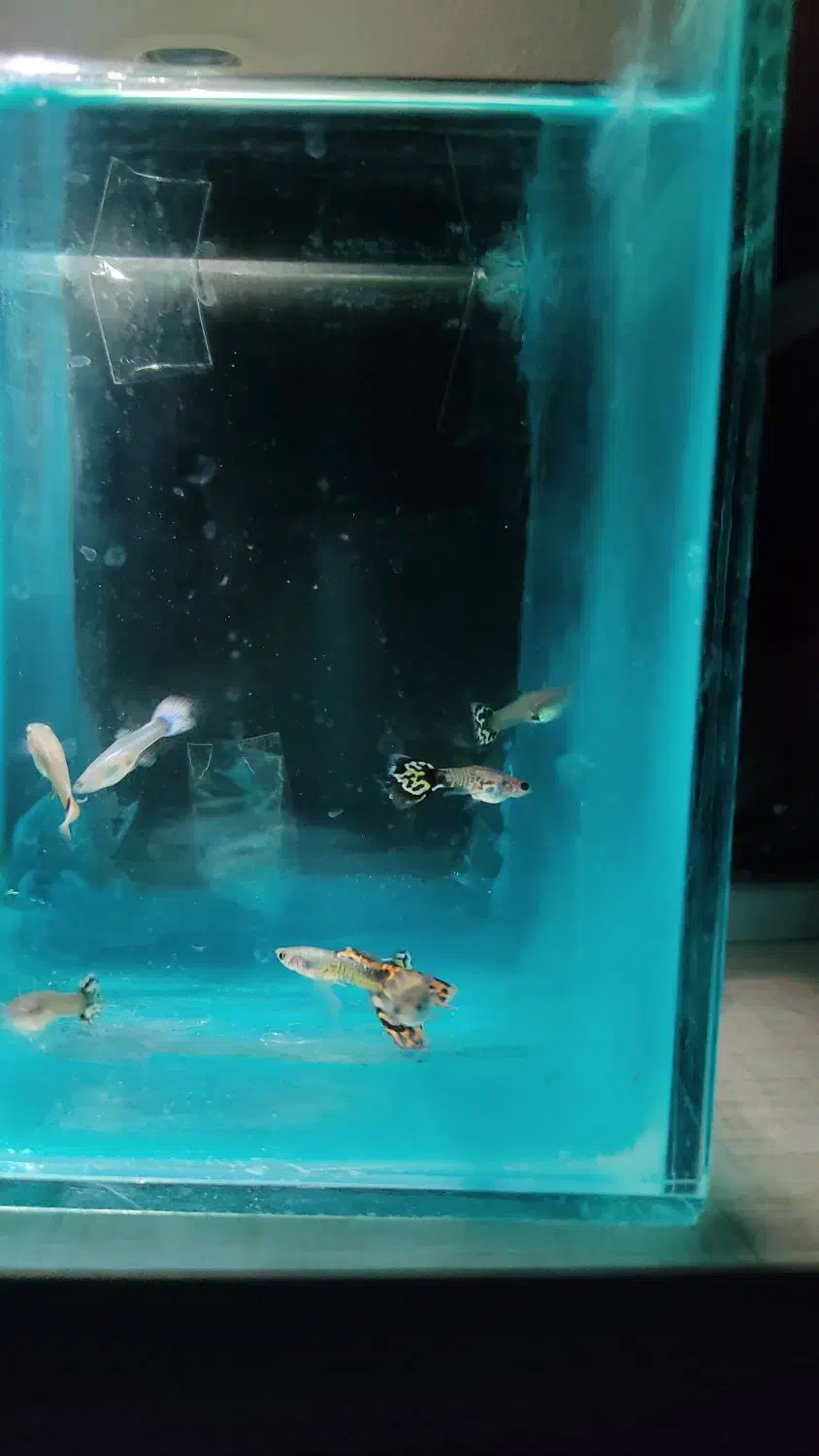 ماهی گوپی|ماهی|پاکدشت, پاکدشت (مامازند)|دیوار