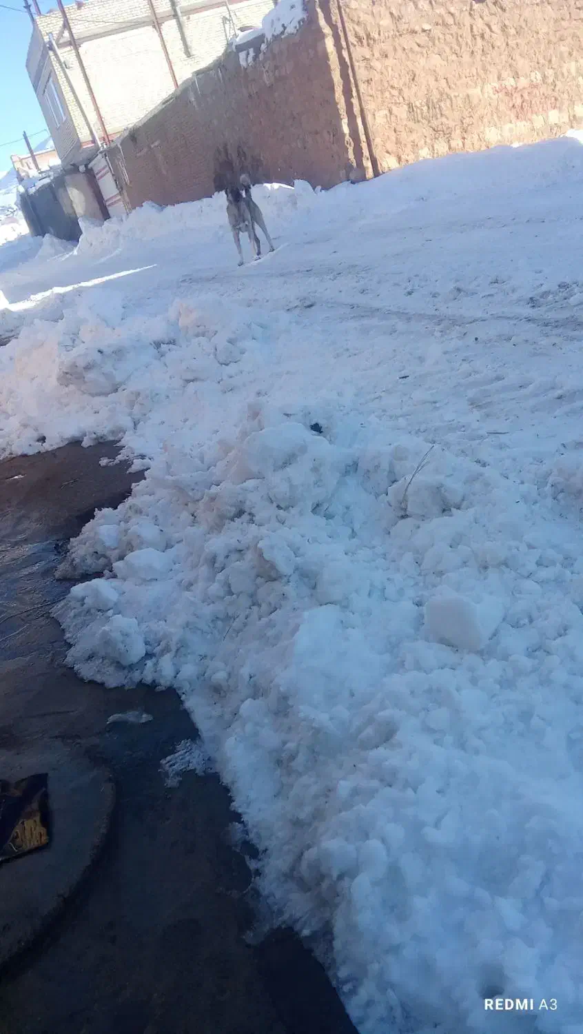 سگ گله عالی به شرط|سگ|تکاب, |دیوار