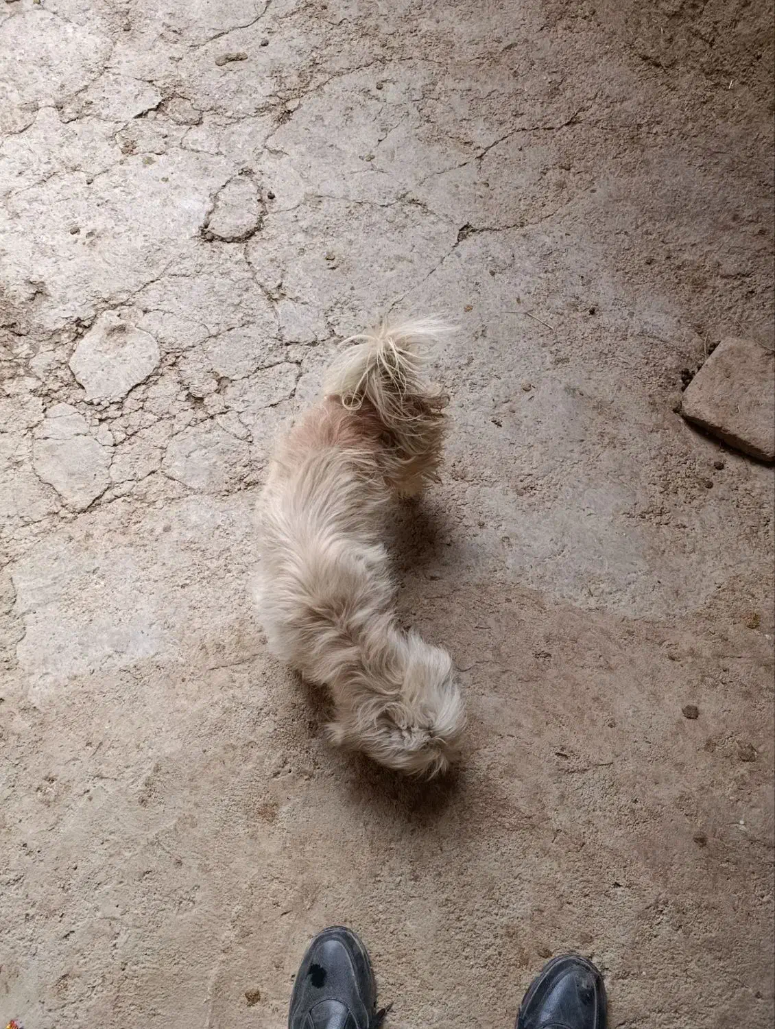 سگ بازی گوش|سگ|اسدآباد, |دیوار