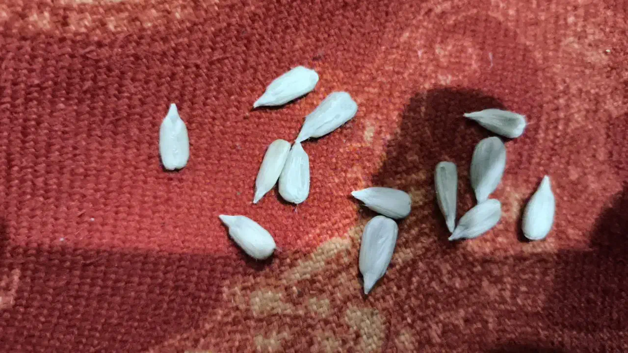 تخمه آفتابگردان|خوردنی و آشامیدنی|قروه, |دیوار