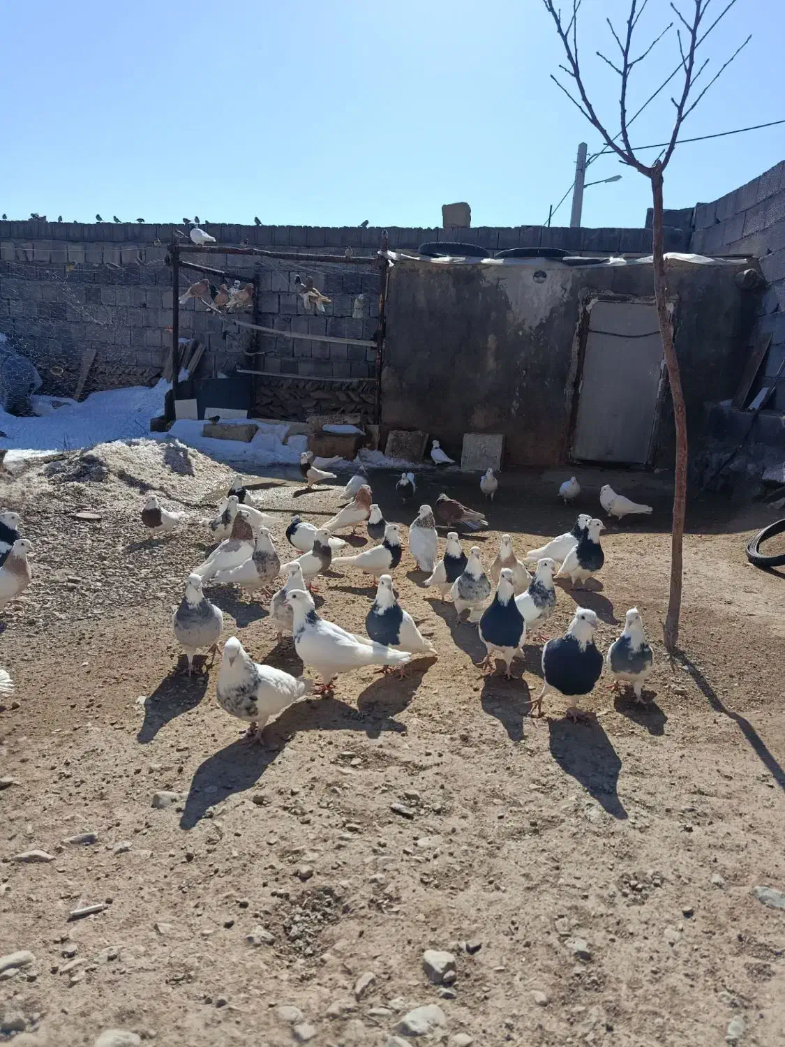 کبوتر طوقی|پرنده|دهگلان, |دیوار