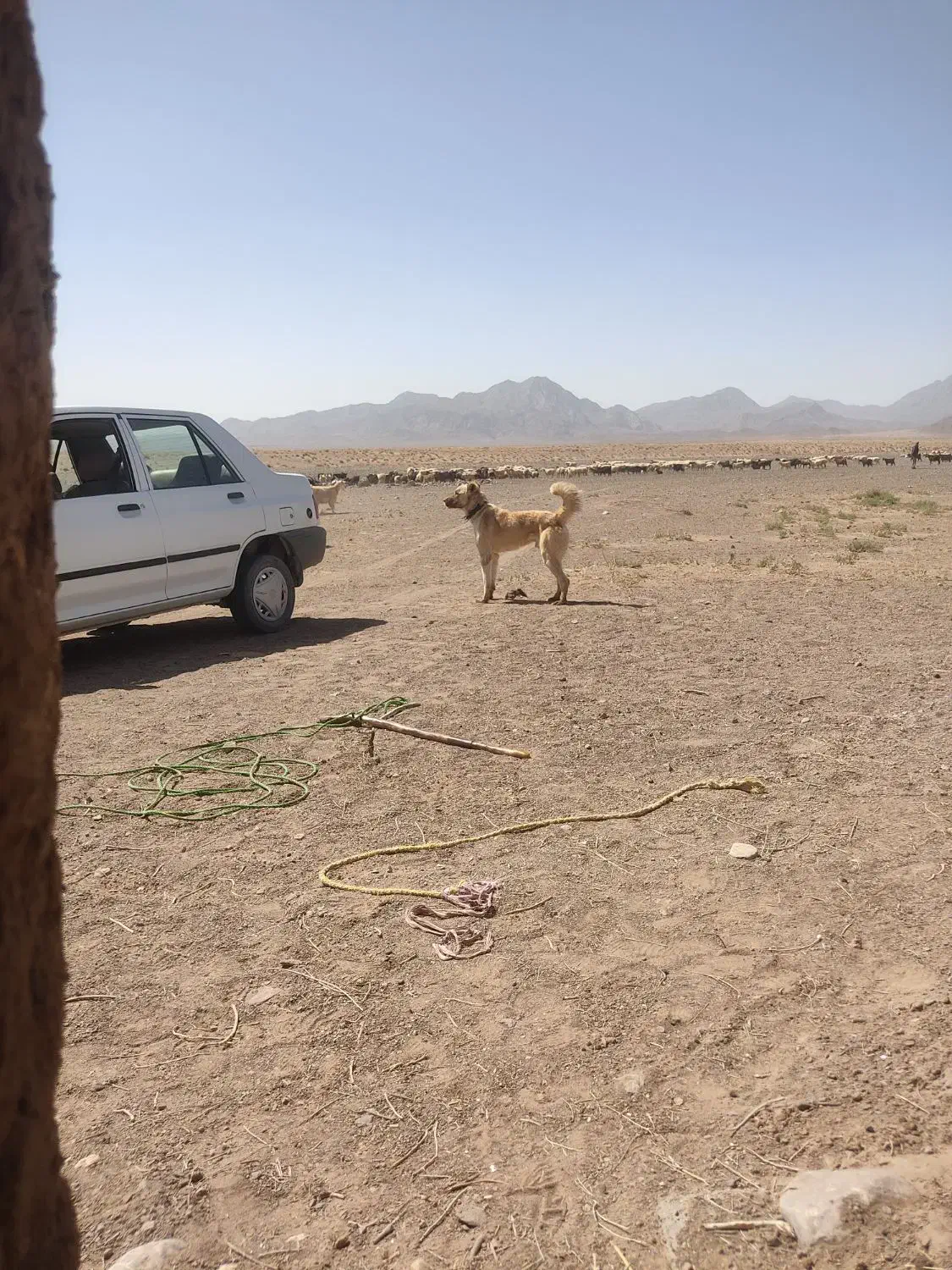 سگ گمشده شودهرکی دیدخبربد|حیوانات|قائن, |دیوار