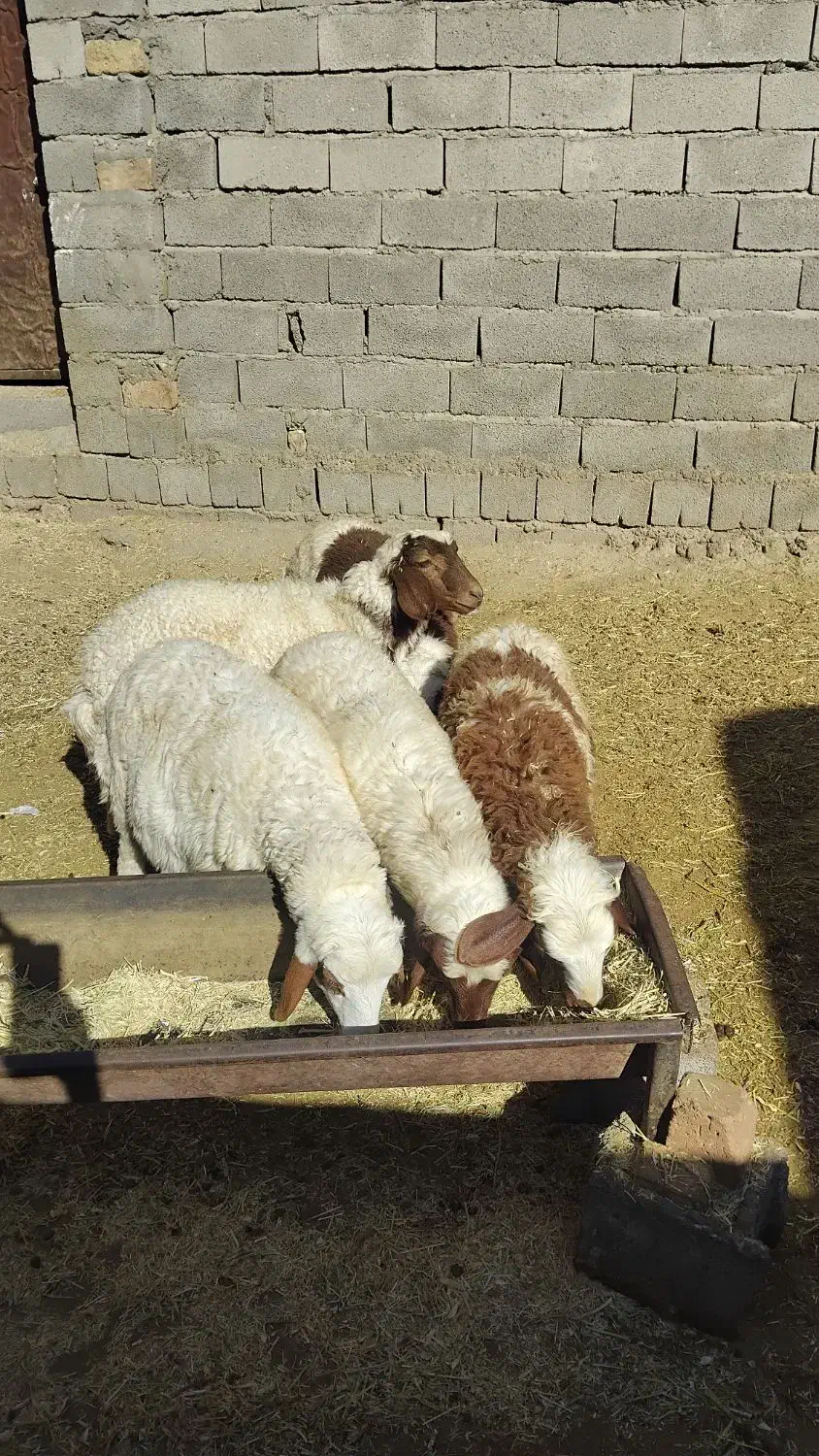 بره‌نر‌گوسفند میش‌|حیوانات مزرعه|بیستون, |دیوار