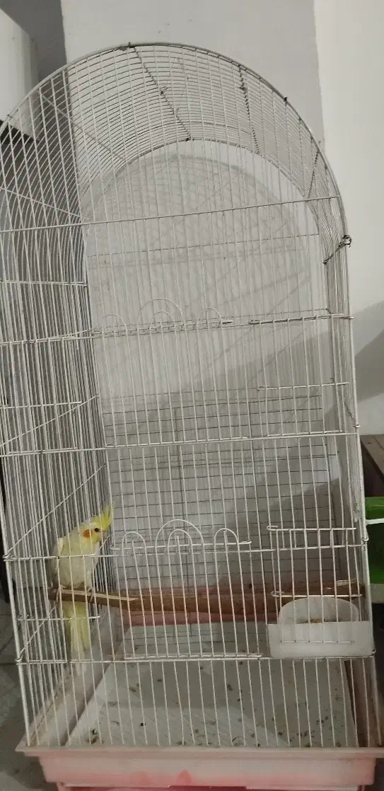 قفس بزرگ بدونه عروس هلندی|لوازم جانبی حیوانات|پاکدشت, پاکدشت (مامازند)|دیوار
