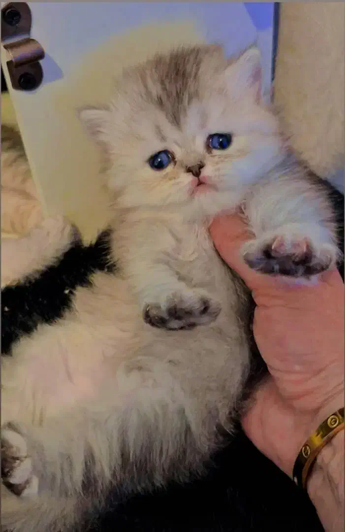 گربه آپارتمانی|گربه|شیراز, فرهنگ شهر|دیوار