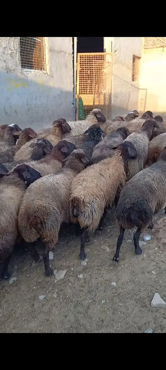 تعداد راس میش کردی درجه یک|حیوانات مزرعه|چناران, |دیوار