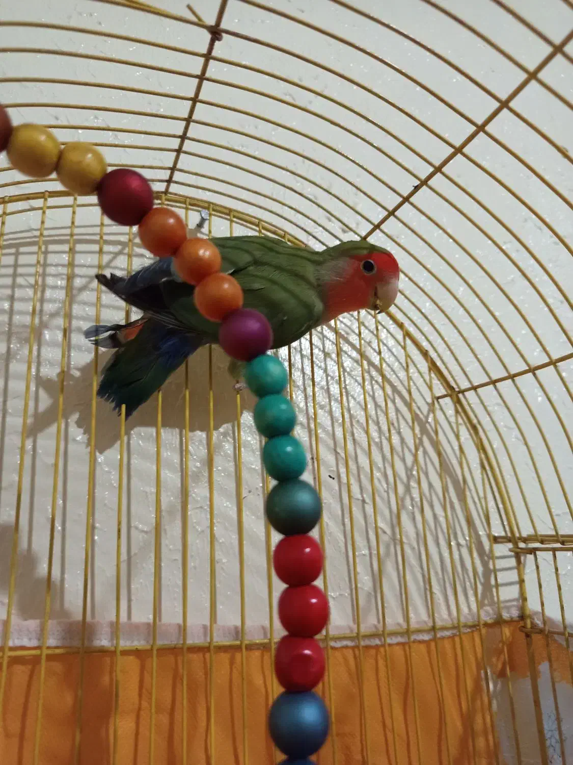 طوطی کوتوله نر مولد|پرنده|اصفهان, پوریای ولی|دیوار