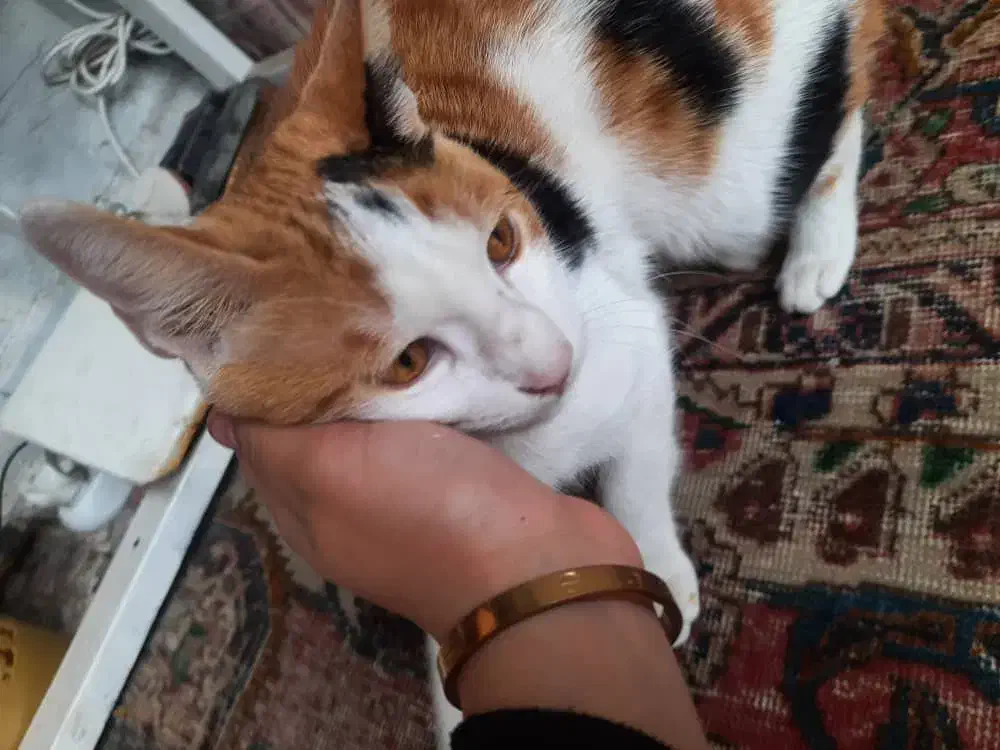 گربه|گربه|قائم‌شهر, |دیوار