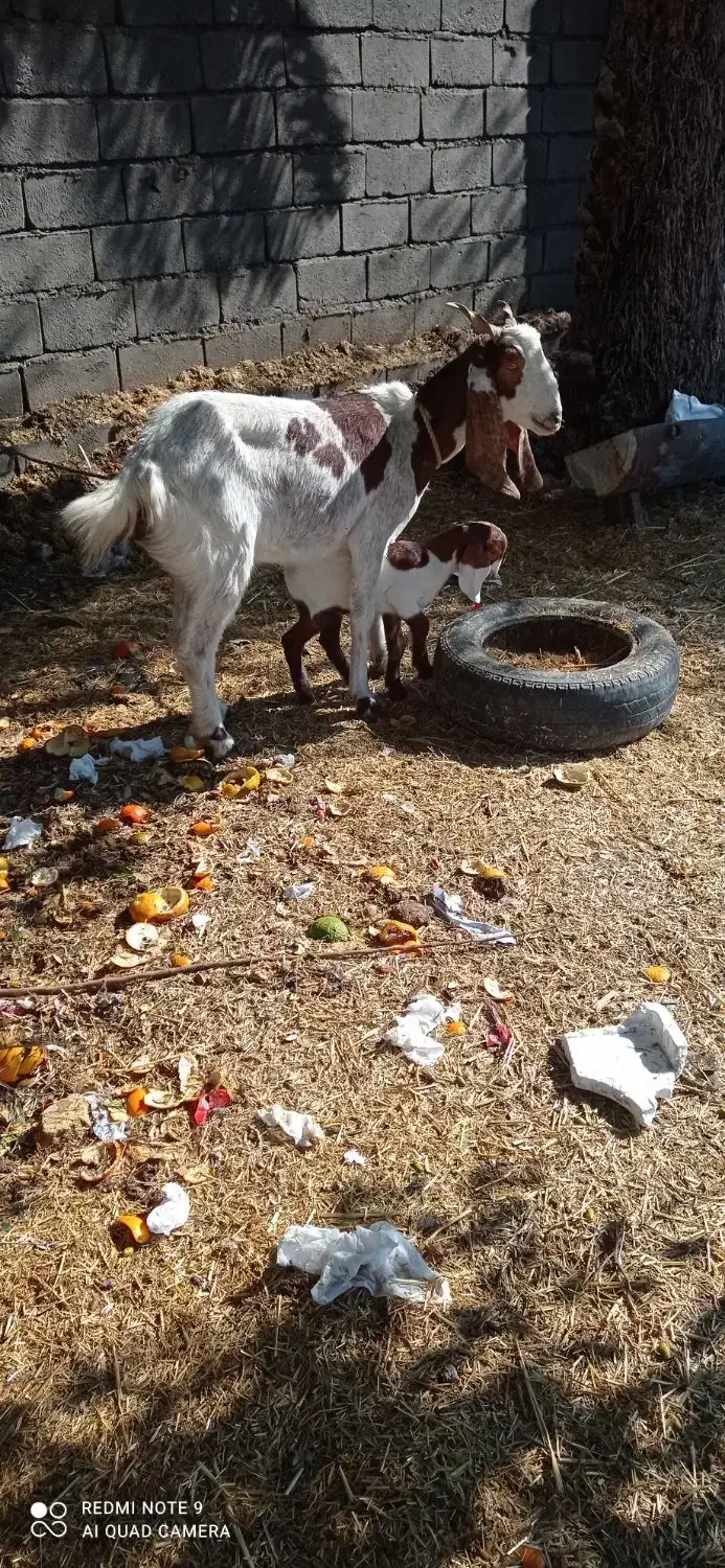 بز زه اول|حیوانات مزرعه|حور, |دیوار