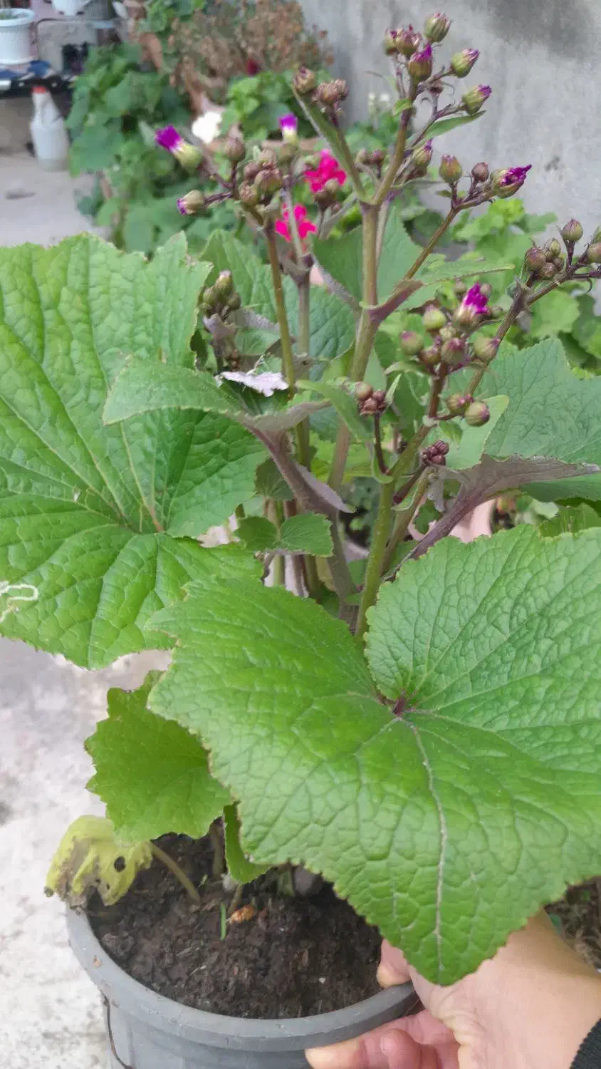 گل سینره عیدی|گل و گیاه طبیعی|تالش, هشتپر|دیوار