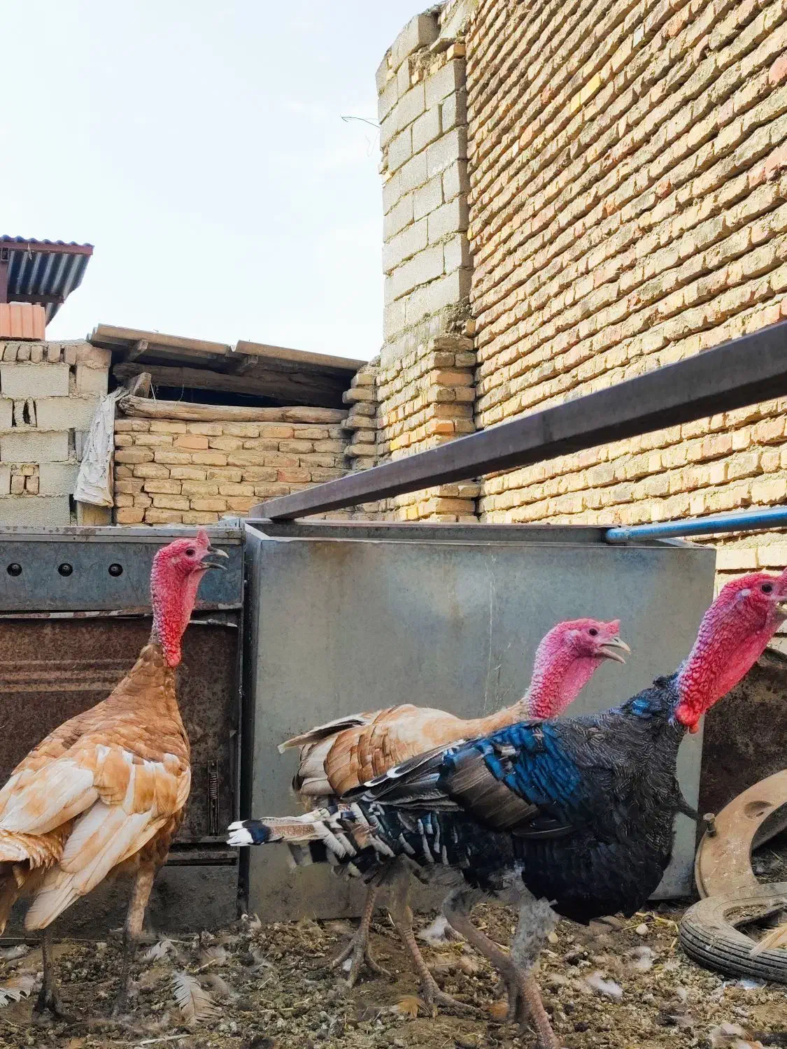 بوقلمون بوربون و قوغاز|حیوانات مزرعه|مینودشت, |دیوار