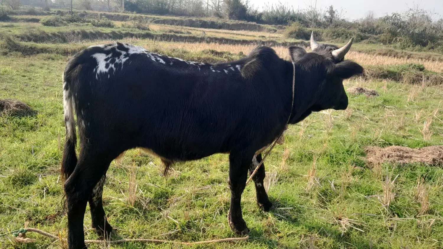 گاو نر چالوسی اصیل. ورزا. لیشه. گوساله|حیوانات مزرعه|رشت, منظریه|دیوار
