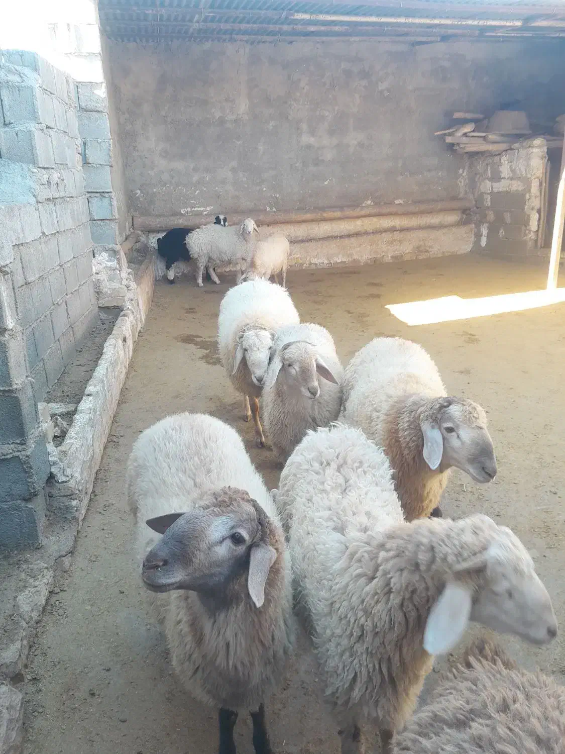 ۱۲عدد بره و یک عدد قوچ موقانی درجه یک ب فروش میرسد|حیوانات مزرعه|بجنورد, |دیوار