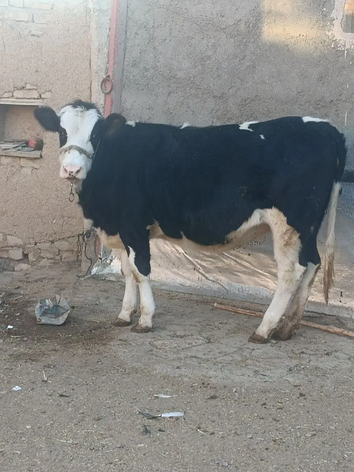 گوساله ماده آبستن|حیوانات مزرعه|رزن, |دیوار