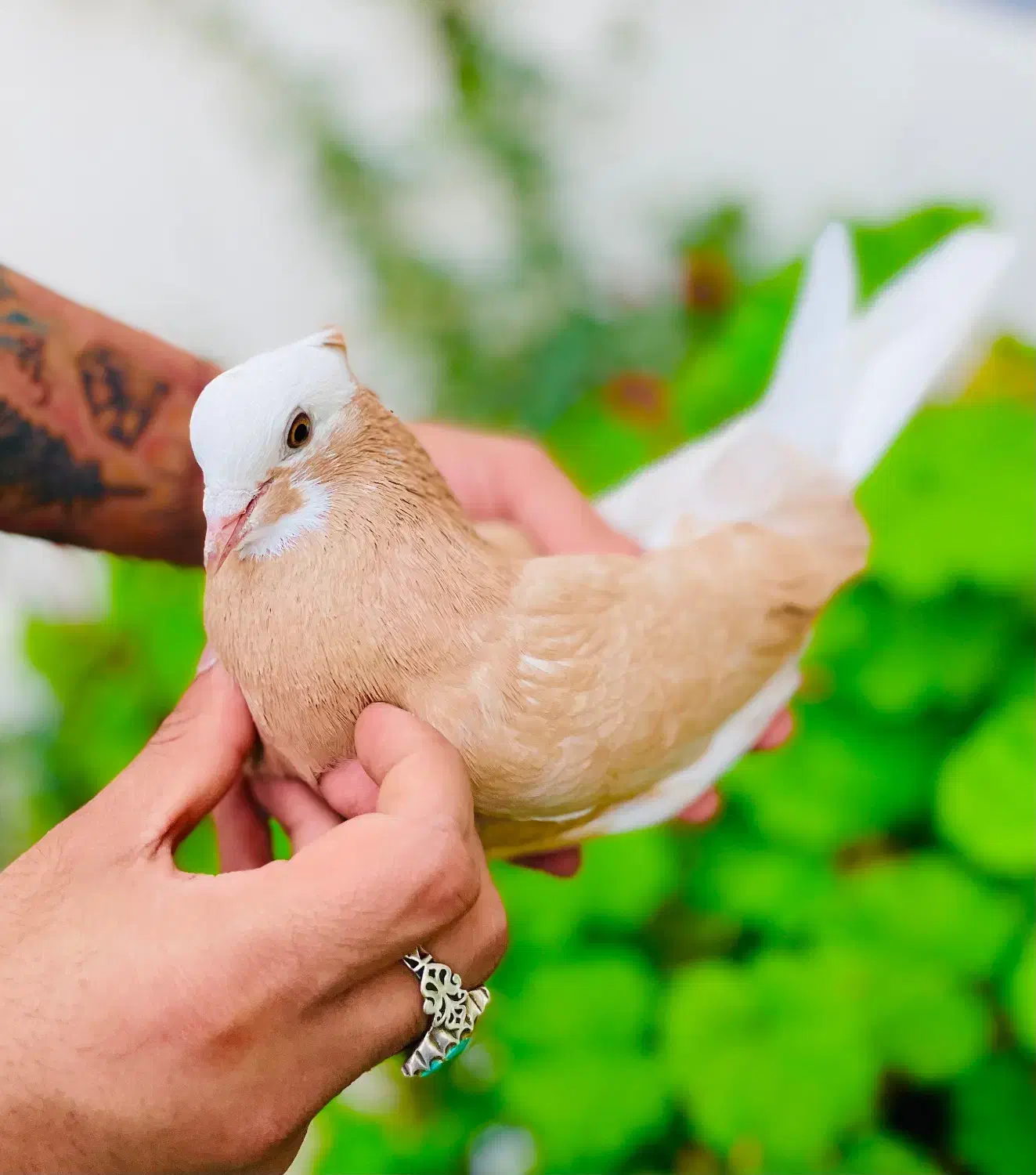 کفتر شازده زرد و هما ماده|پرنده|گرگان, |دیوار