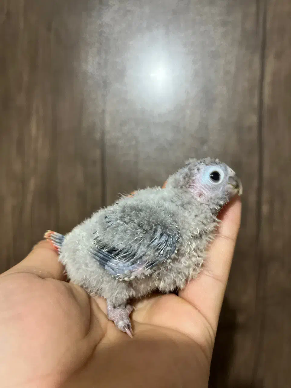 گیرینچیک سرلاکی و دونخور|پرنده|ساری, |دیوار