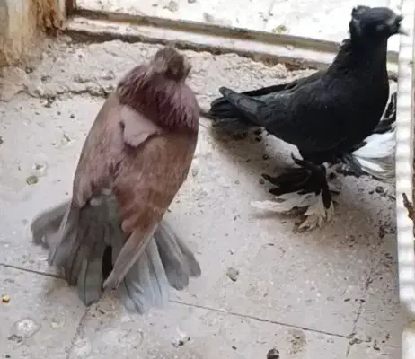 کبوتر1جفت راعبی|پرنده|خمینی‌شهر, |دیوار