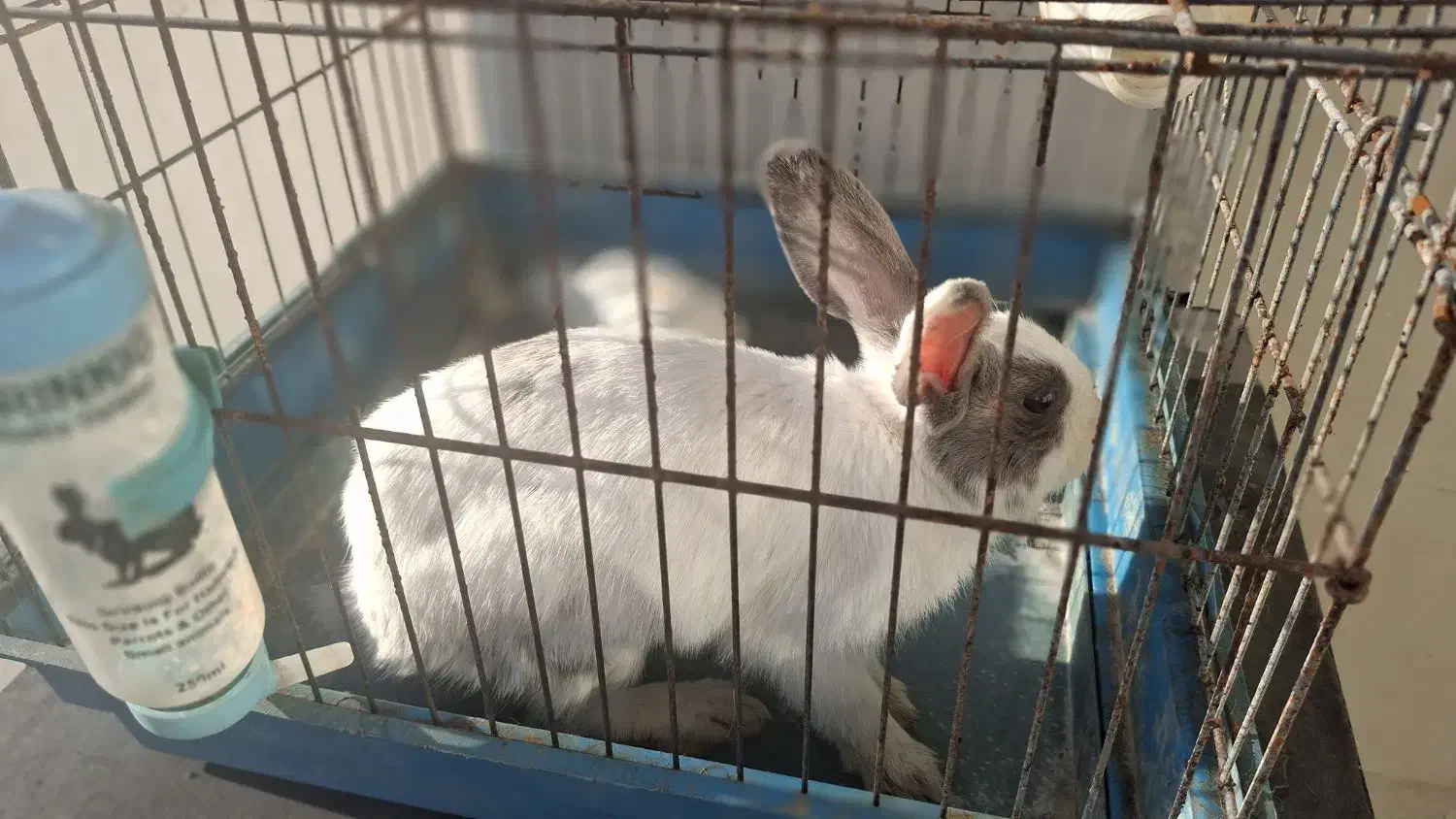 خرگوش خانگی بازیگوش|موش و خرگوش|زنجان, |دیوار