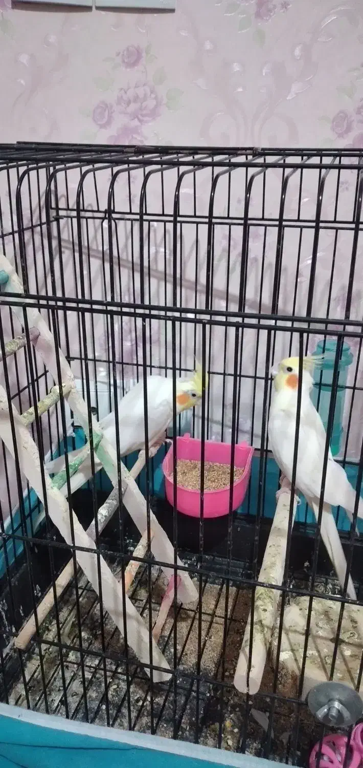 دوعددعروس هلندی|پرنده|سبزوار, پیام|دیوار