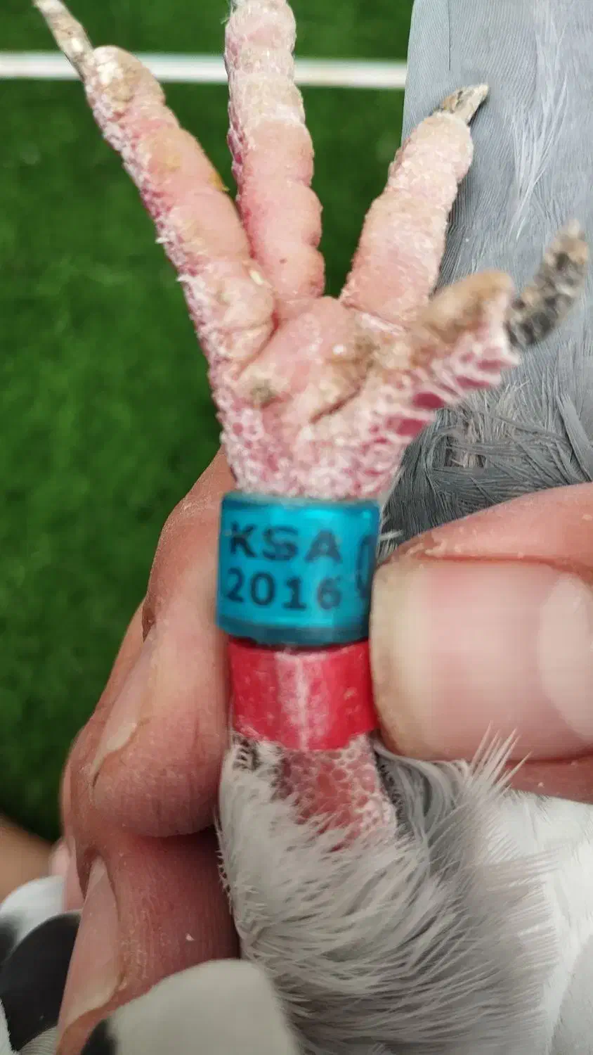 کبوترعربستان ماده|پرنده|خرمشهر, |دیوار