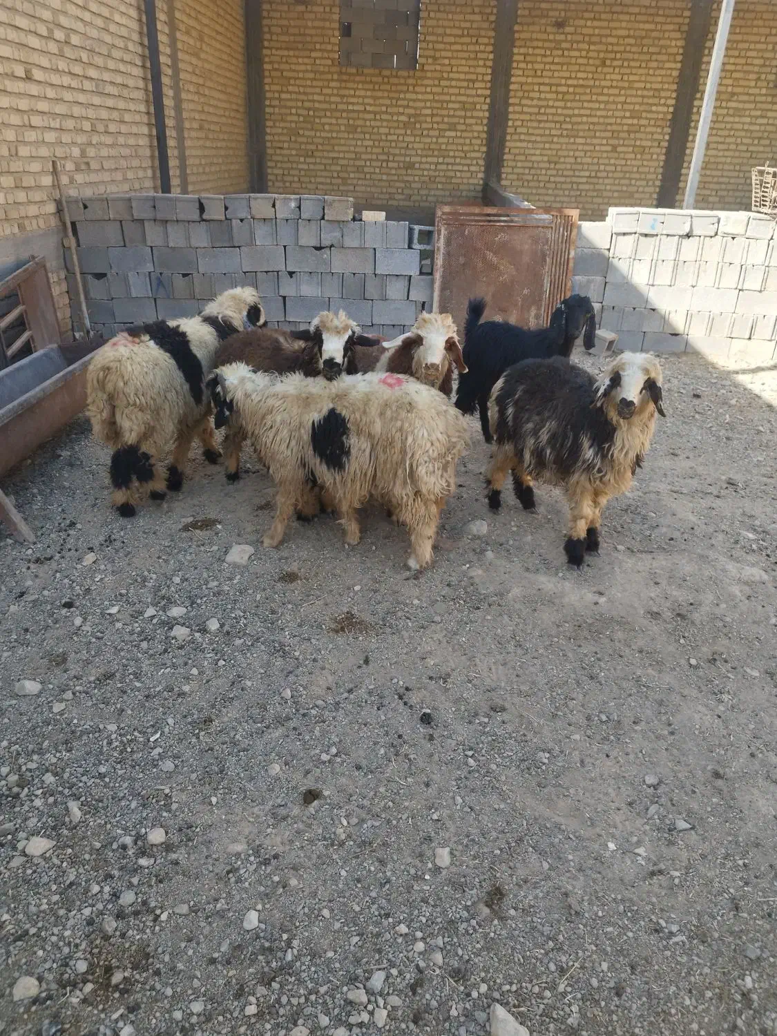 بره پرواری نر|حیوانات مزرعه|مرودشت, زنگی آباد|دیوار