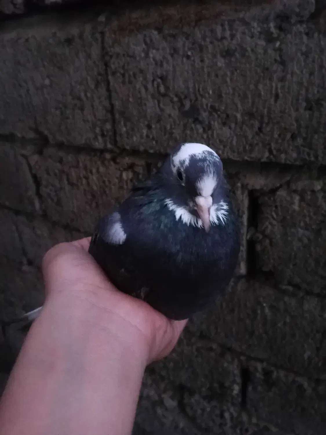 پنج عدد کبوتر آس|پرنده|لنگرود, |دیوار