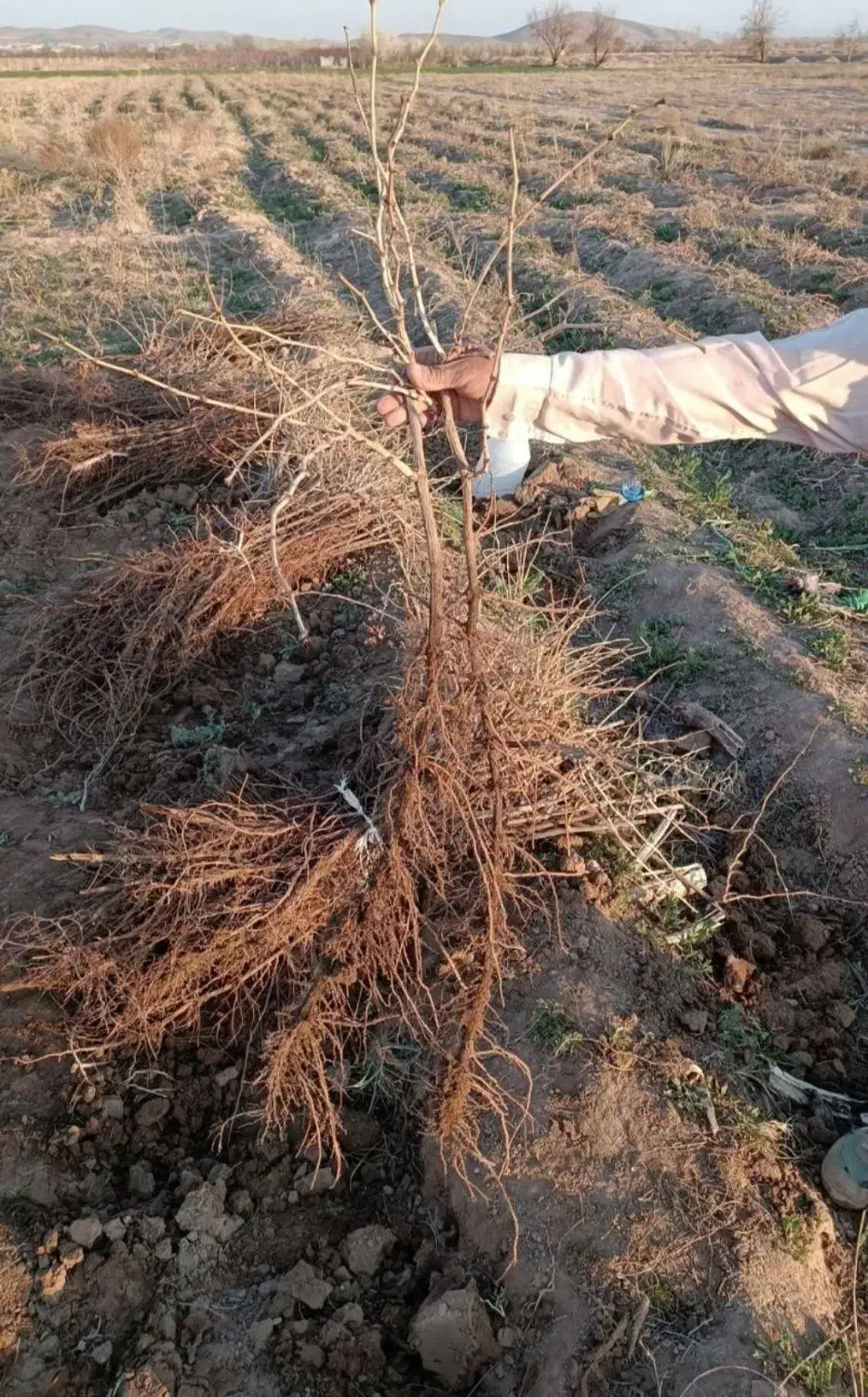 نهال انگور سیاه دیمی سردشت|خدمات باغبانی و درختکاری|سنندج, |دیوار