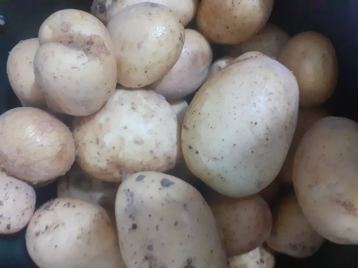 سیب زمینی جیلی|عمدهفروشی|قیدار, |دیوار