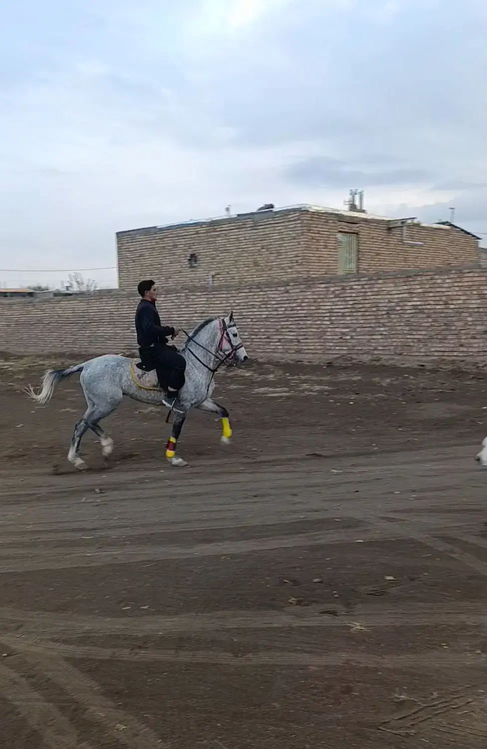 اسب|اسب و تجهیزات اسب‌سواری|مشهد, ده دی|دیوار