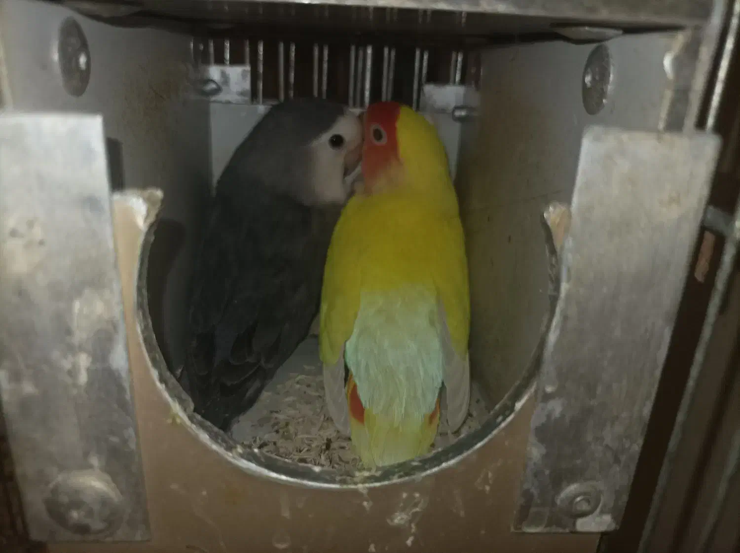 پرندهای زینتی ومولد|پرنده|اسلامشهر, شهرک امام حسین (میان آباد)|دیوار