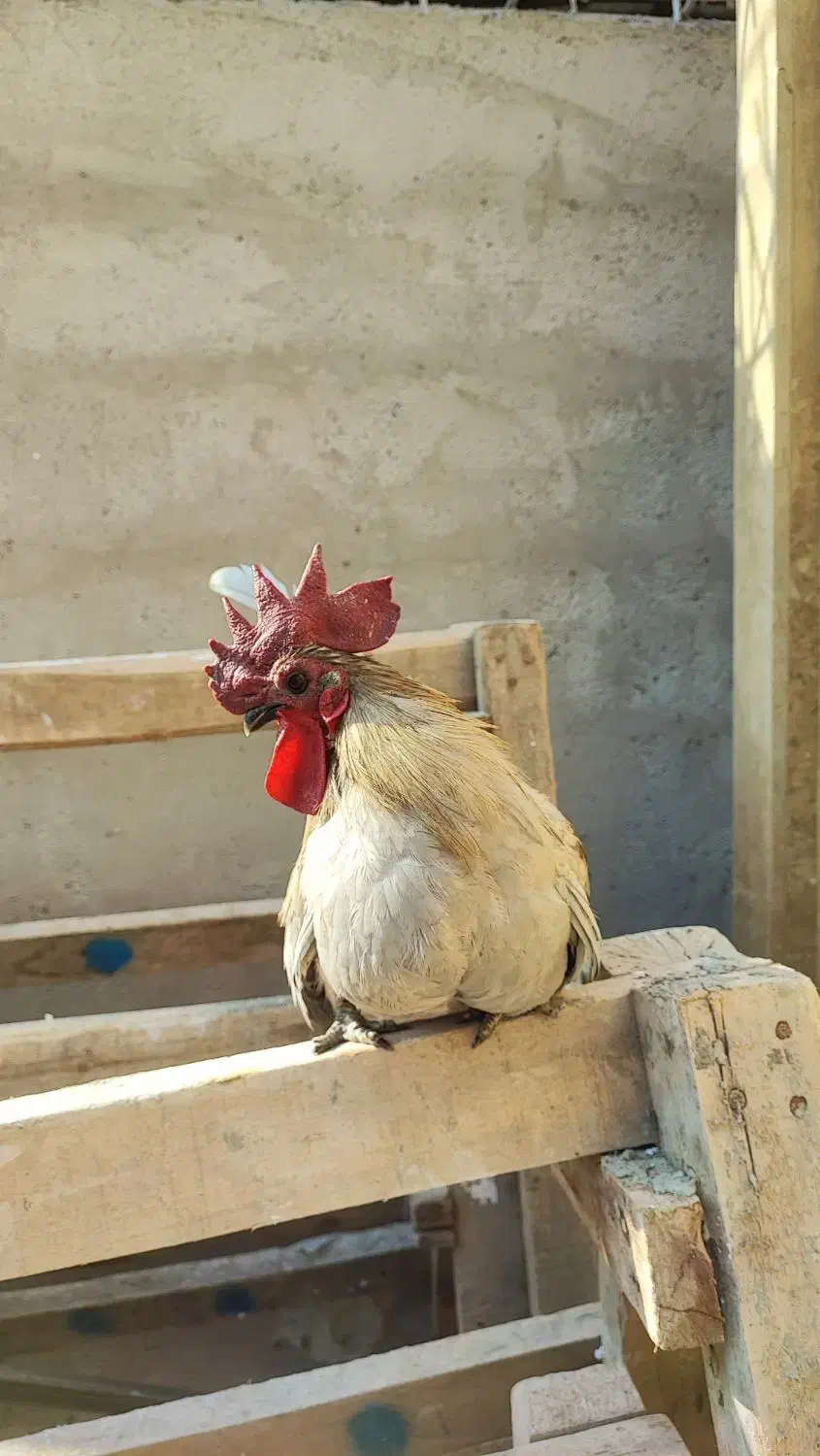 خروس جاپنیز اصل|حیوانات مزرعه|رشت, نخودچر|دیوار