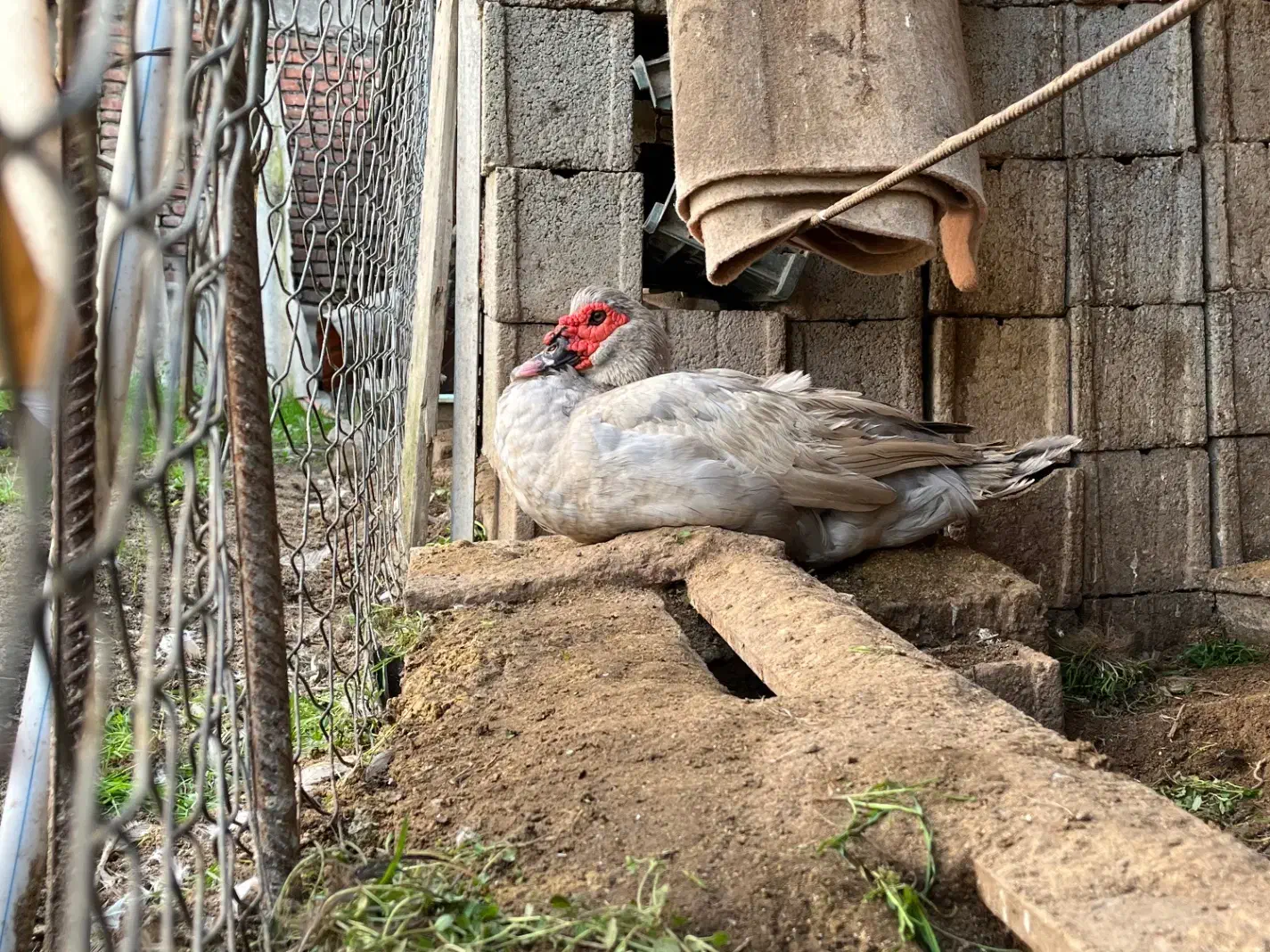 اردک نقره‌ای رنگ خاص|حیوانات مزرعه|آمل, |دیوار