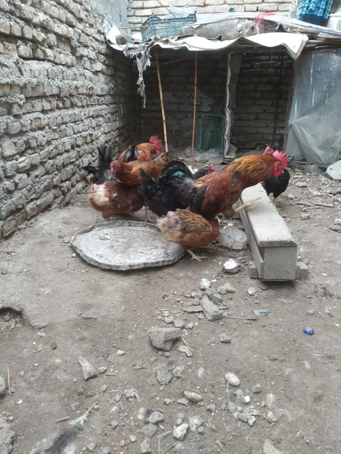 مرغ محلی|حیوانات مزرعه|نکا, |دیوار