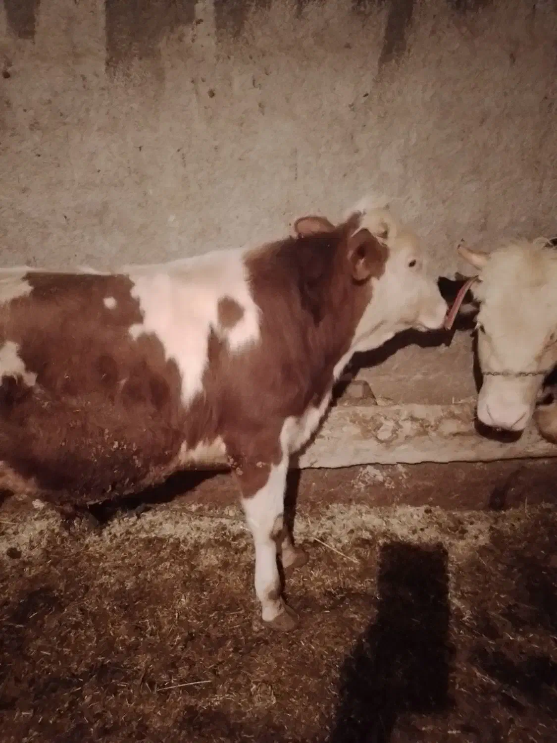 گاو نر|حیوانات مزرعه|صحنه, |دیوار