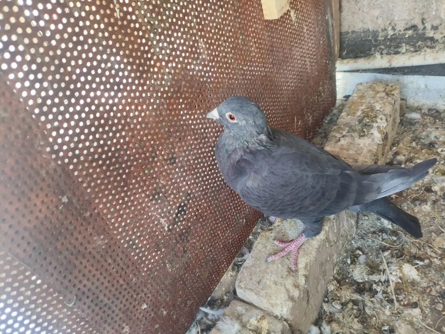 کبوتر|پرنده|مرودشت, فاز دوم شهرک فرهنگیان|دیوار