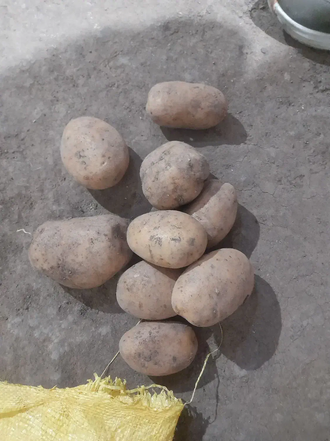 سیب زمینی صنعتی آگریا|خوردنی و آشامیدنی|ویلکیج, |دیوار