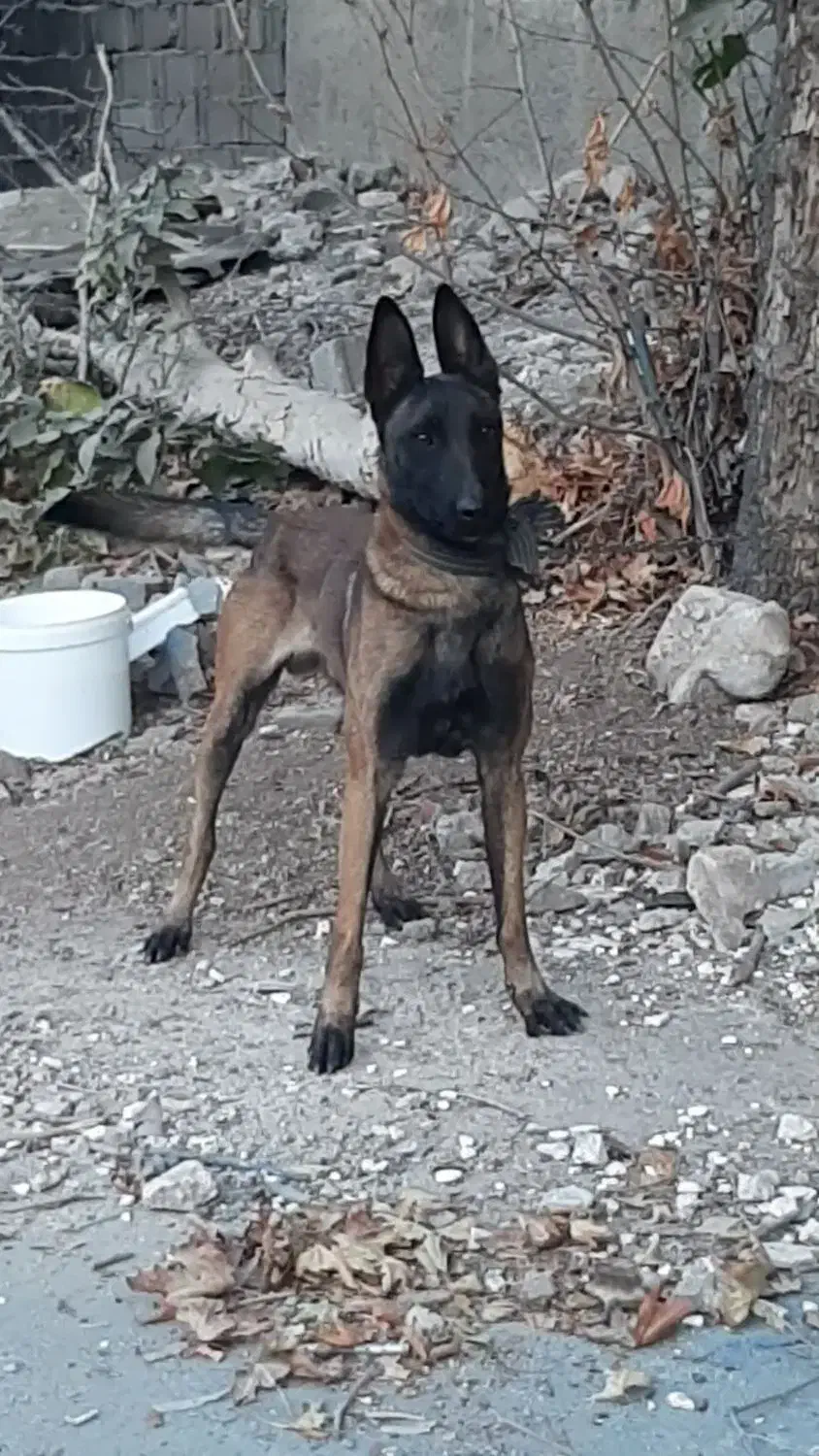 سگ مالینیوز|سگ|کرج, چمران|دیوار