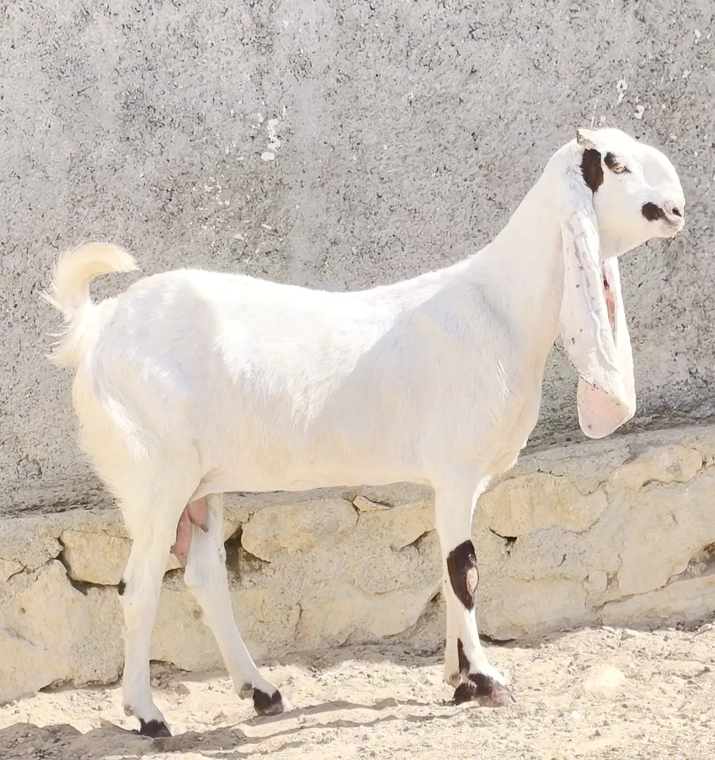 بز گلابی ابستن|حیوانات مزرعه|خورموج, |دیوار