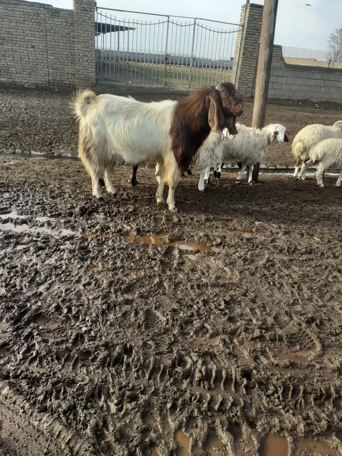 گوسفند و بز|حیوانات مزرعه|سبزوار, قصبه شرقی|دیوار