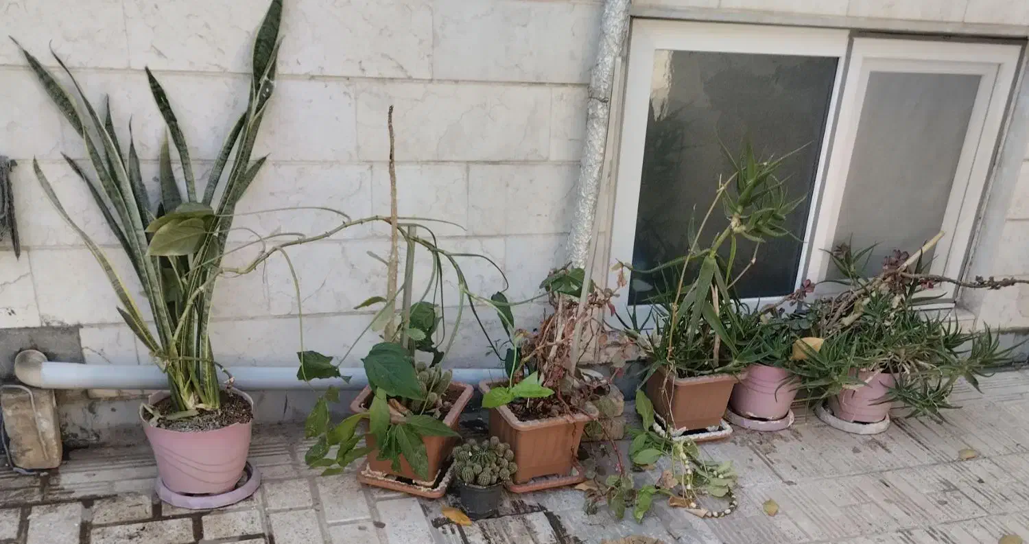 گل و گلدان|گل و گیاه طبیعی|اقبالیه, |دیوار