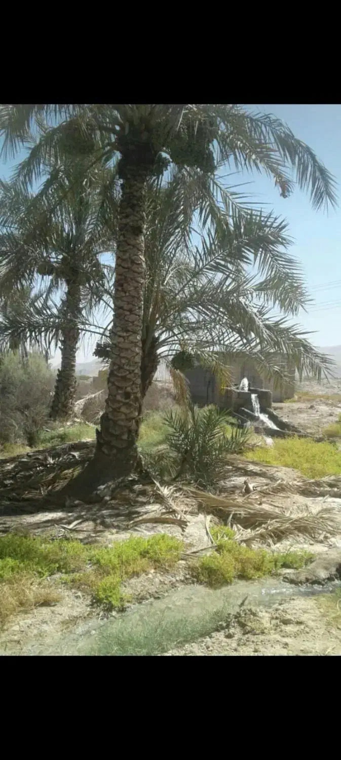 باغ وزمین لب اتوبان دالکی برازجان|فروش زمین و ملک کلنگی|برازجان, |دیوار