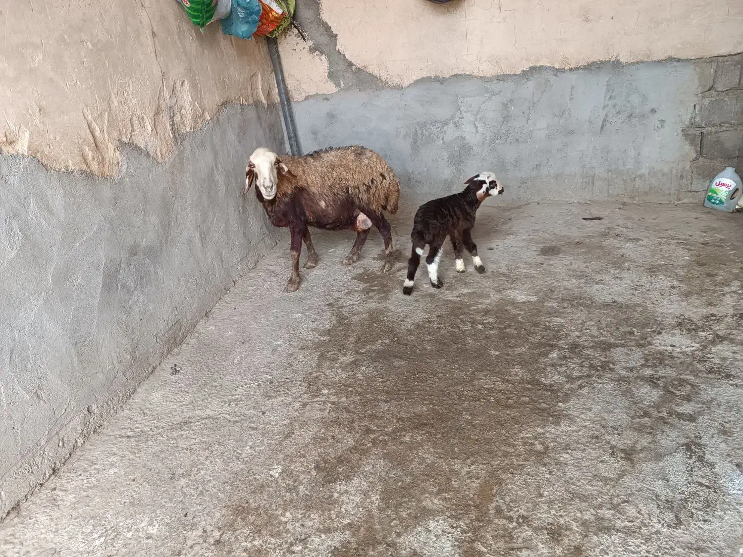 میش و بره|حیوانات مزرعه|زاغه, |دیوار