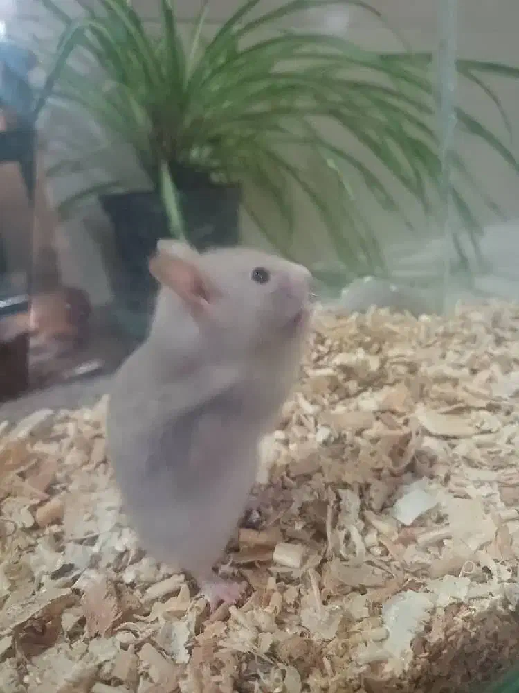 همستر بازیگوش|موش و خرگوش|شیراز, حومه شیراز|دیوار