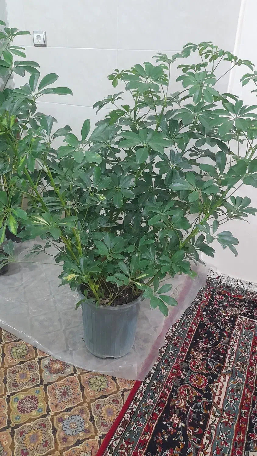 گل طبیعی|گل و گیاه طبیعی|آشخانه, |دیوار