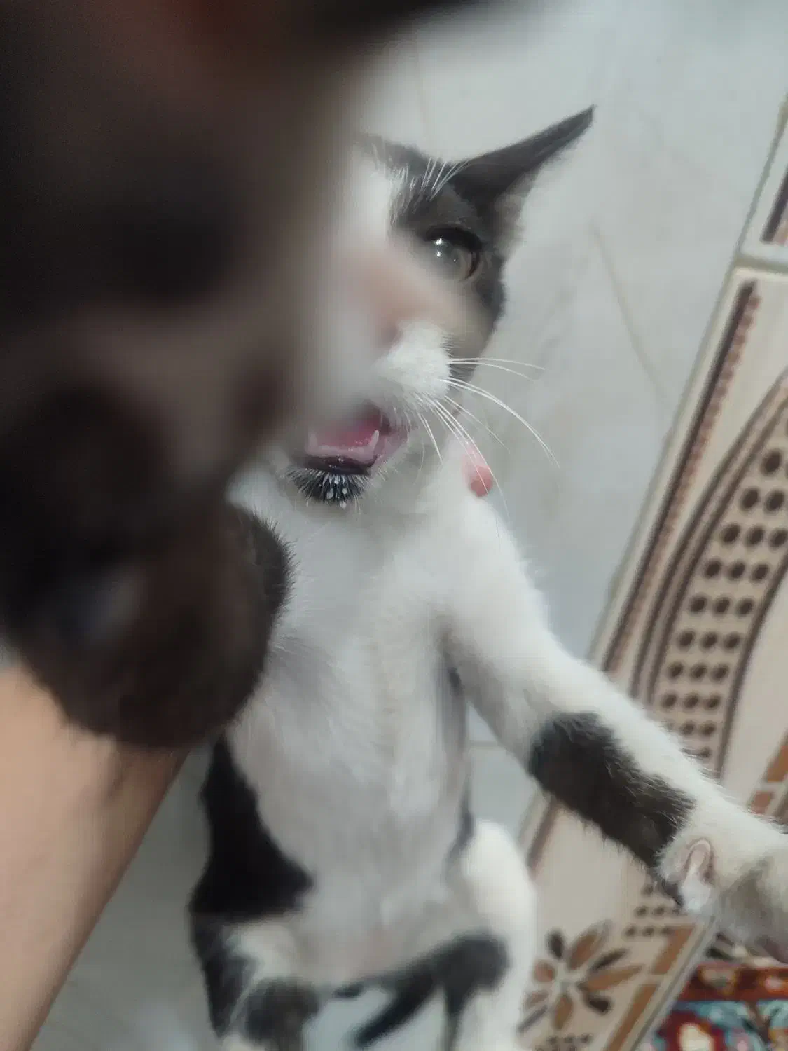 واگذازی گربه نر|گربه|دزفول, |دیوار