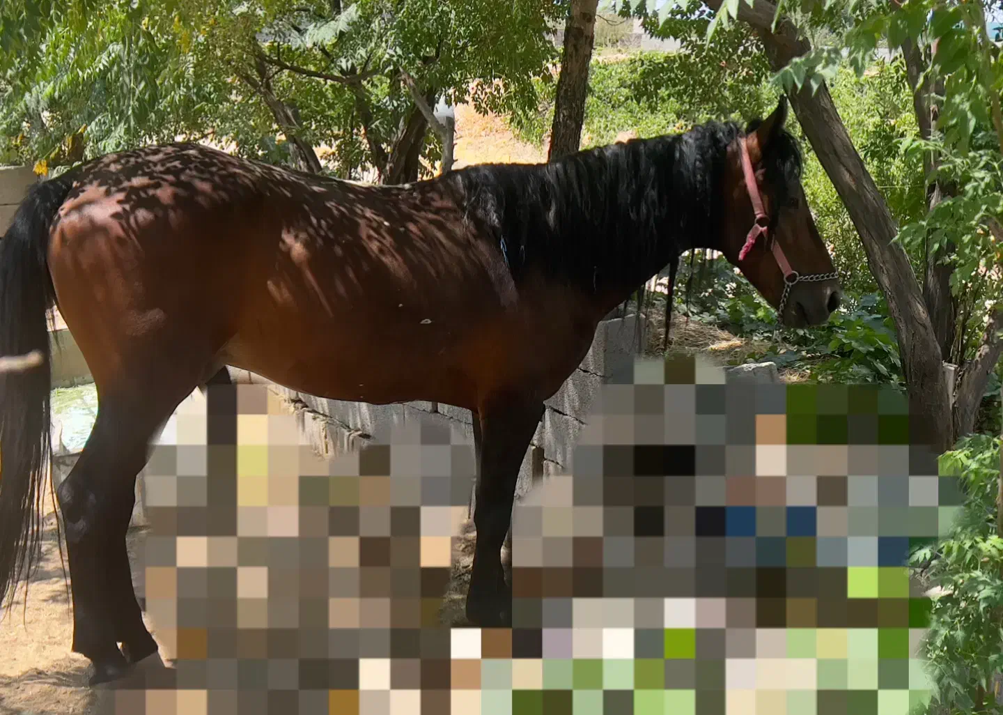 اسب نریان|اسب و تجهیزات اسب‌سواری|مشهد, خواجه ربیع|دیوار