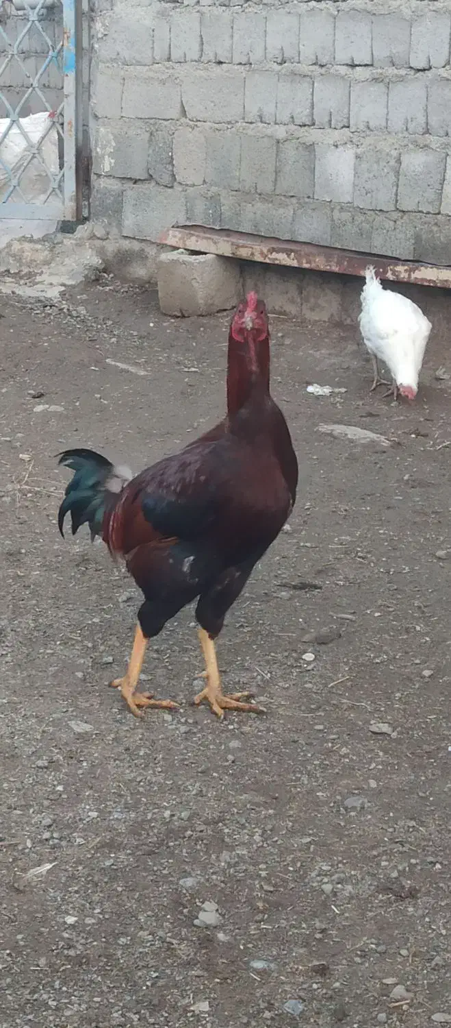 فروش یک عدد خروس لاری|حیوانات مزرعه|اشنویه, |دیوار