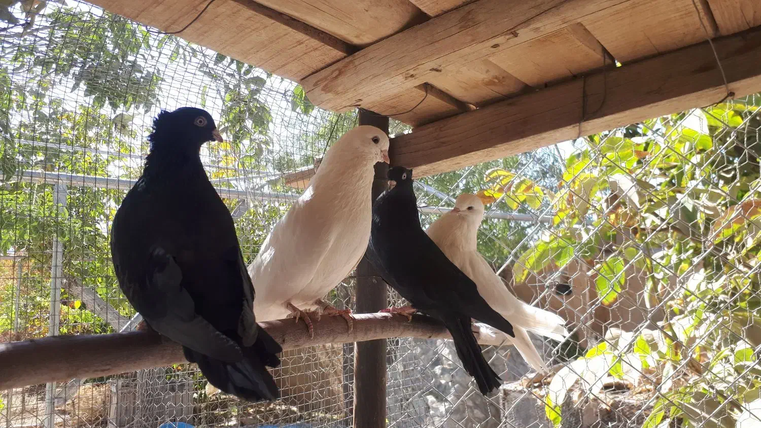 کفتر کبوتر زاغ سفید تهرونی کشیده بلند|پرنده|دهاقان, |دیوار