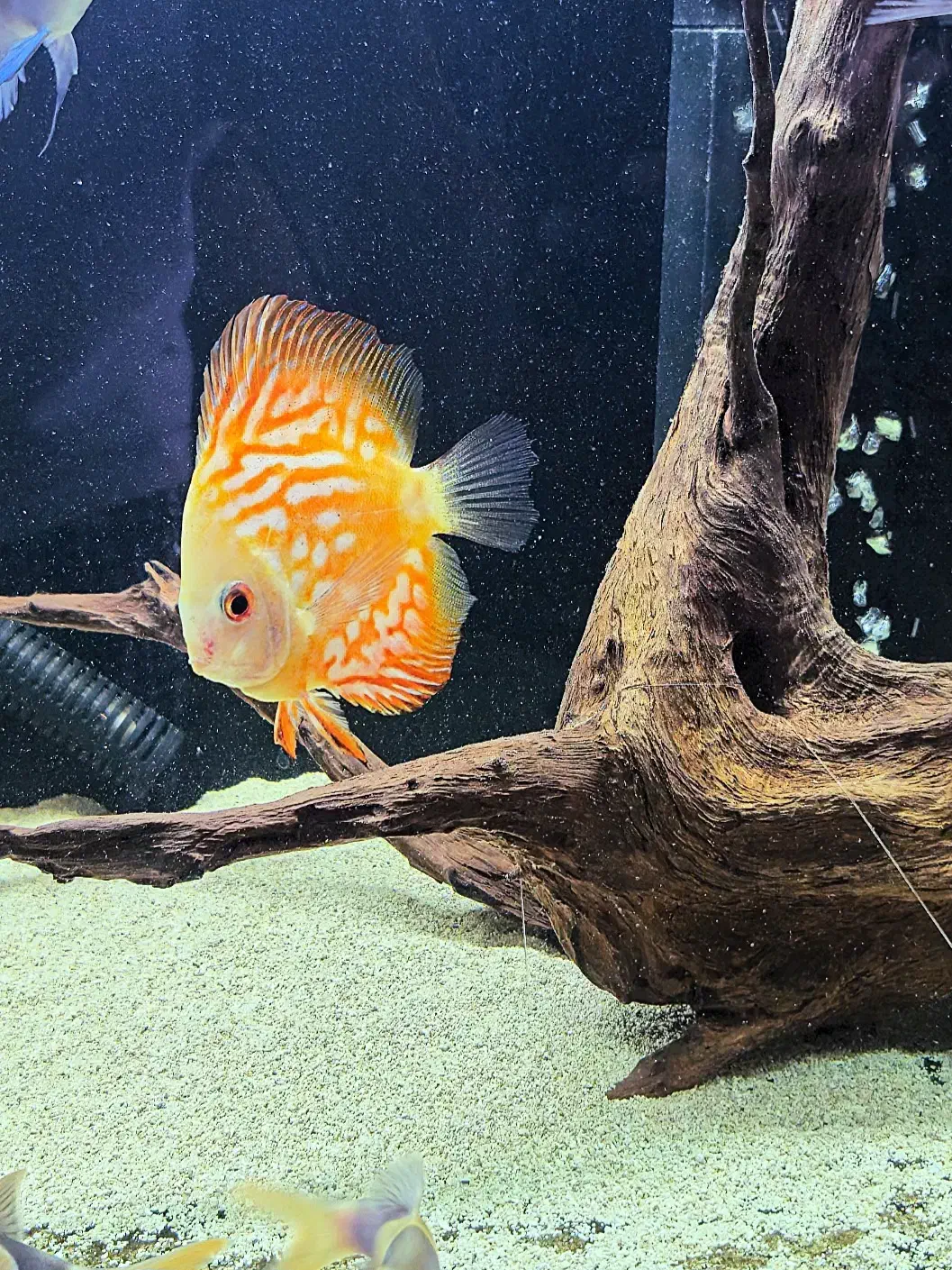 ۴ عدد ماهی دیسکس گرید AA|ماهی|اصفهان, باغ دریاچه|دیوار